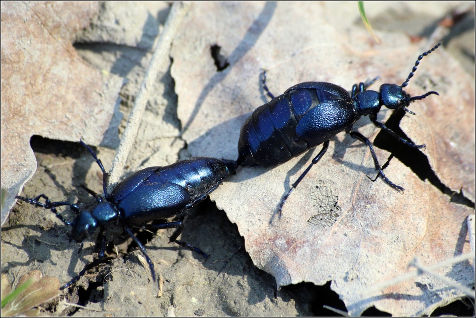 Meloe violaceus - kék nünüke