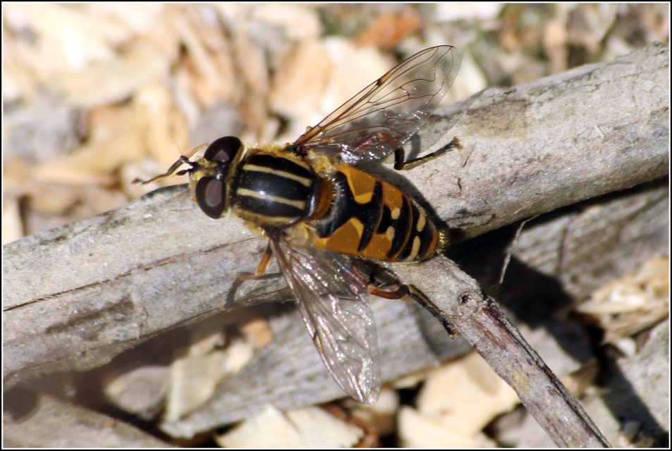 Helophilus pendulus - közönséges mocsárilégy