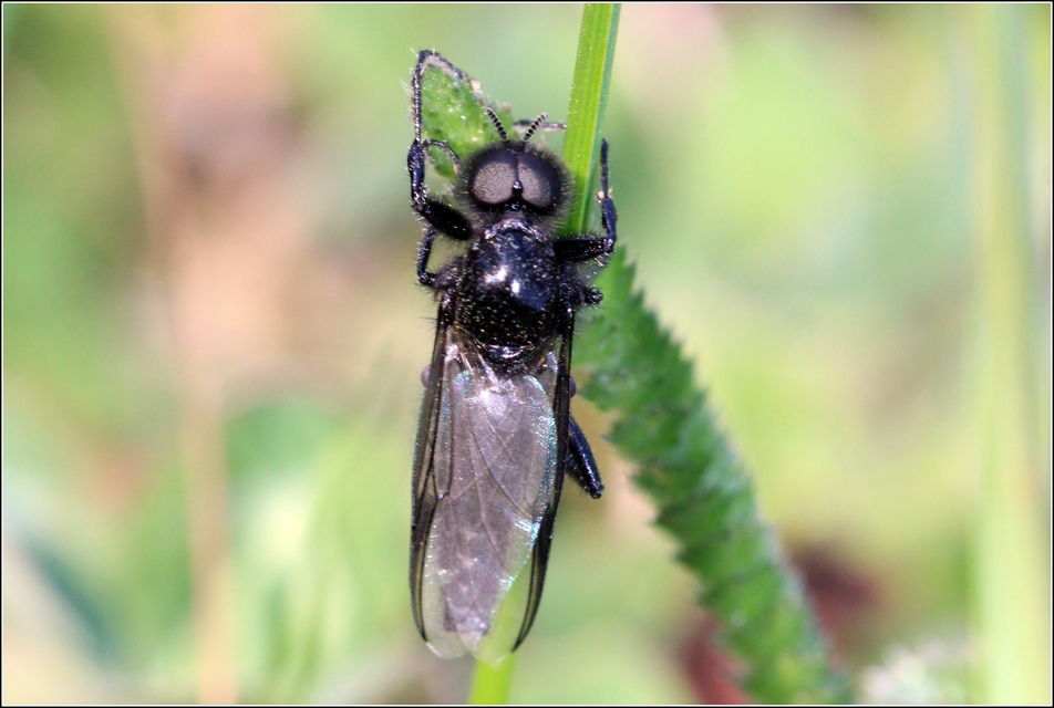 Bibionidae - bársonylegyek