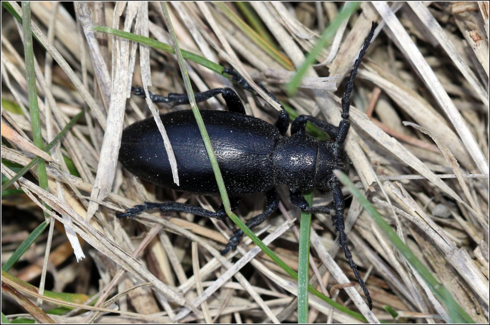 Dorcadion aethiops - fekete gyalogcincér