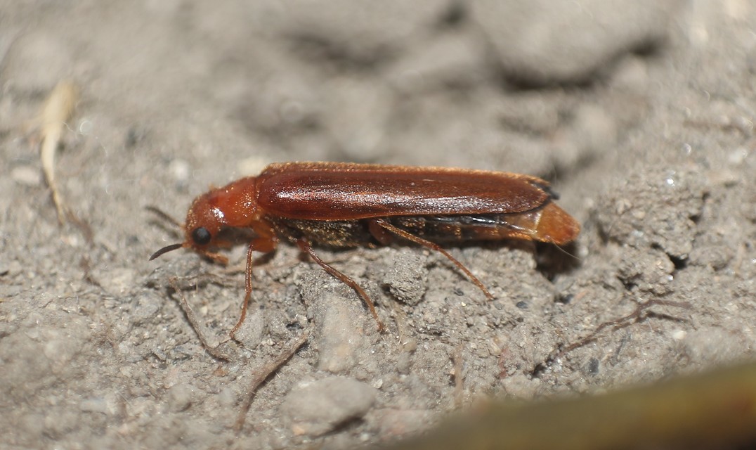 Hylecoetus dermestoides - penésztenyésztő fabogár