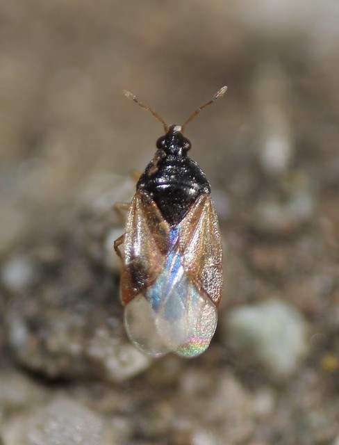 Anthocoridae - virágpoloskák Anthocoridae - virágpoloskák