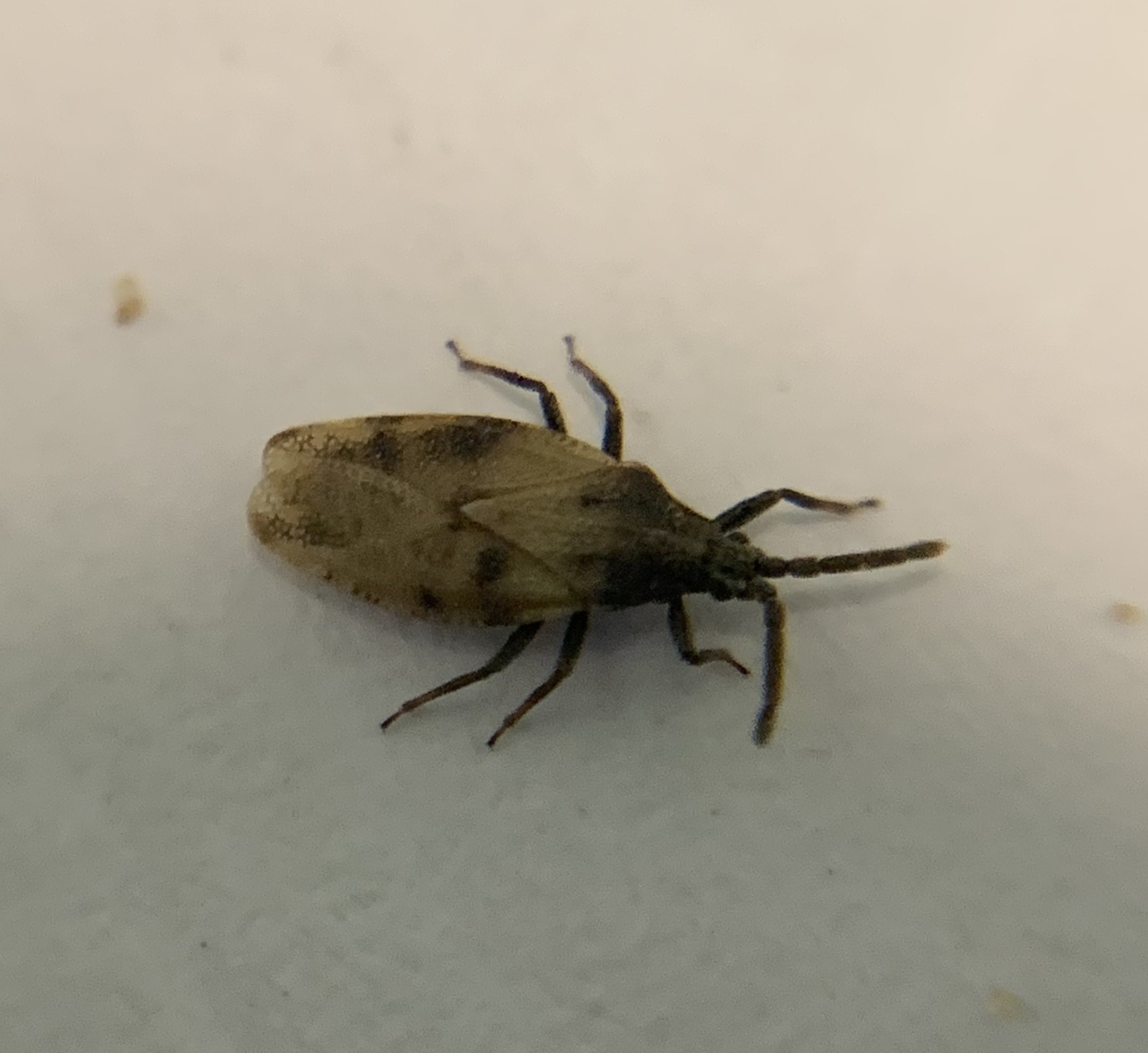 Catoplatus carthusianus - pimpó-csipkéspoloska