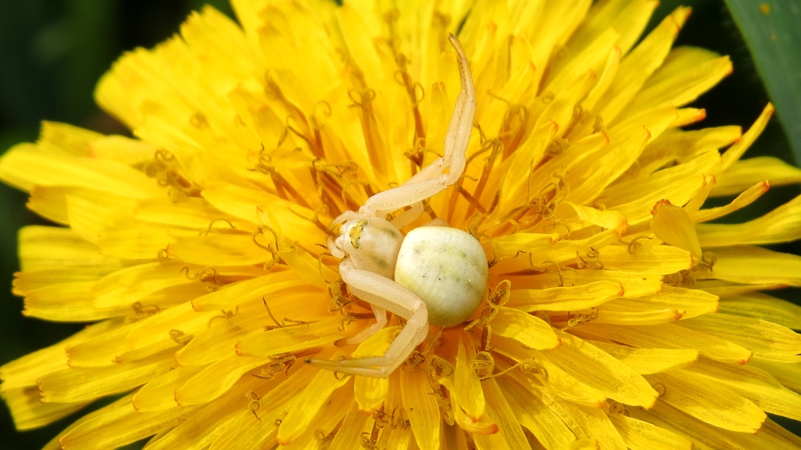 Misumena vatia - viráglakó karolópók