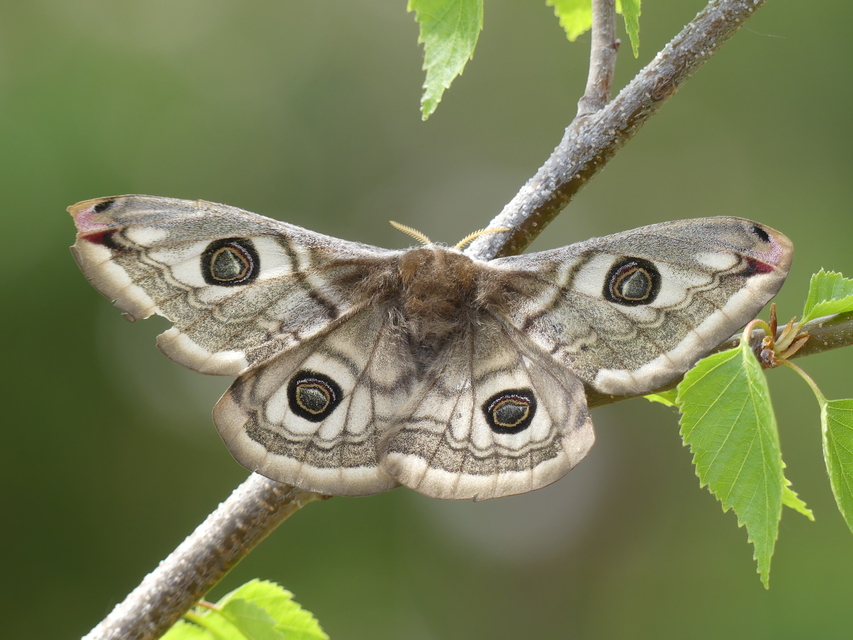 Saturnia pavoniella/pavonia Saturnia pavoniella/pavonia