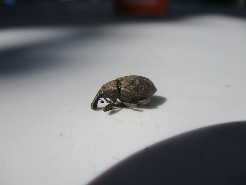 Lepyrus capucinus - pettyes fűzormányos