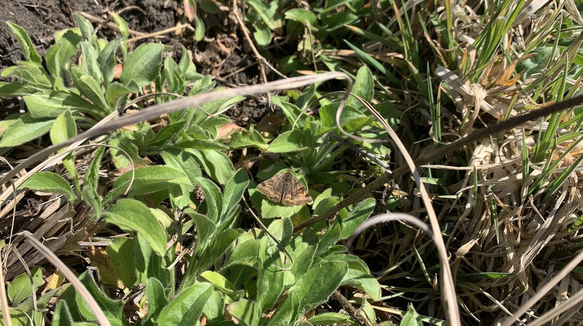 Euclidia glyphica - közönséges nappalibagoly