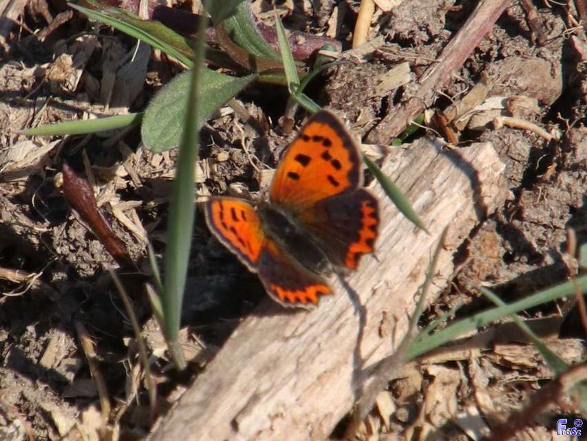 Lycaena phlaeas - közönséges tűzlepke
