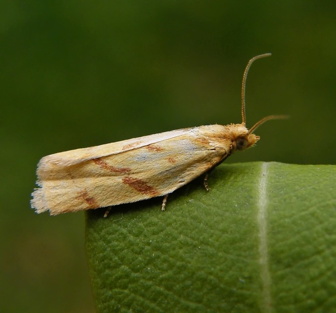 Clepsis pallidana - aranysárga sodrómoly