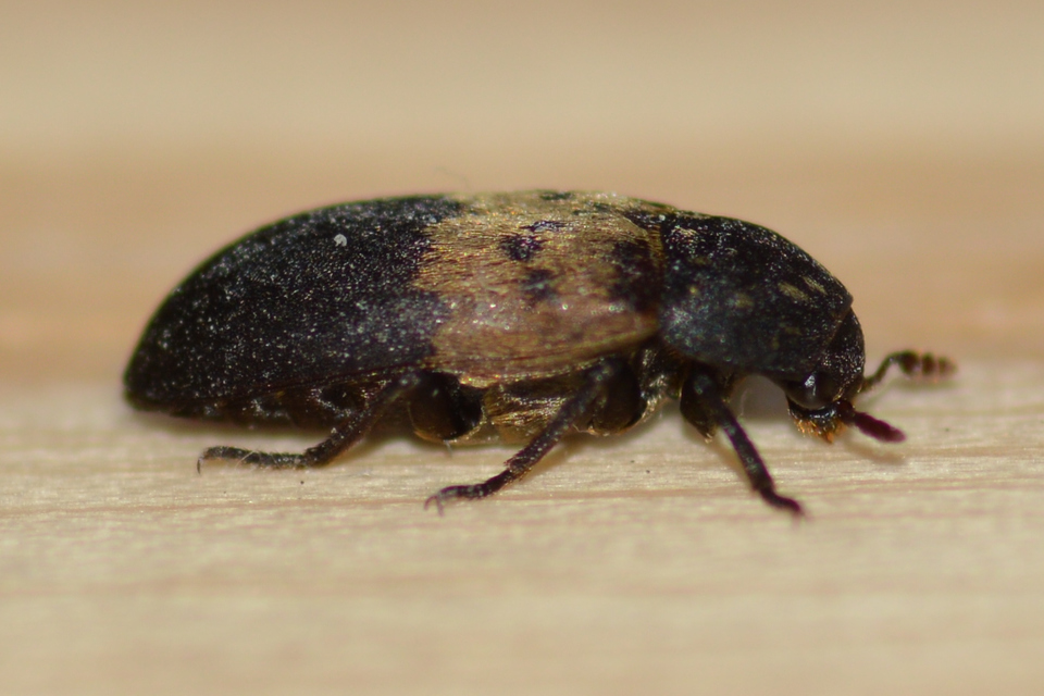 Dermestes lardarius - szalonnaporva Dermestes lardarius - szalonnaporva