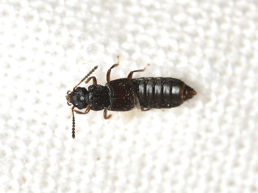 Anotylus rugosus - rovátkáshátú korhóholyva Anotylus rugosus - rovátkáshátú korhóholyva