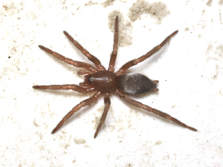 Scotophaeus