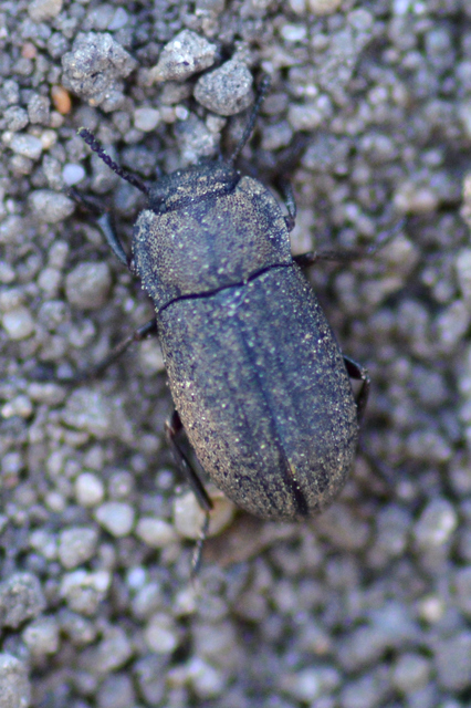 Gonocephalum granulatum pusillum