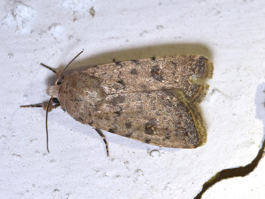 Paradrina clavipalpis - közönséges selymesbagoly