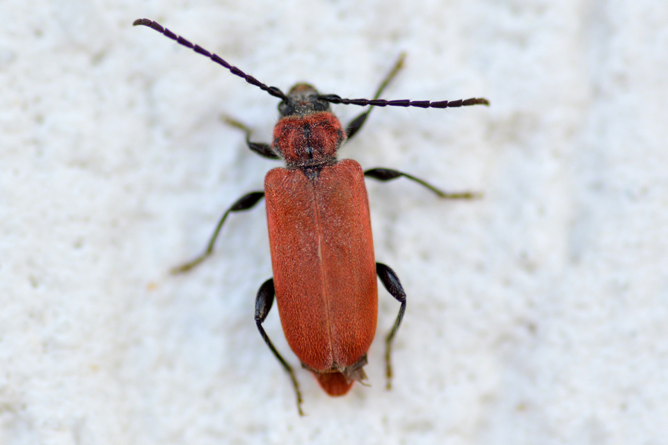 Pyrrhidium sanguineum - tűzpiros facincér