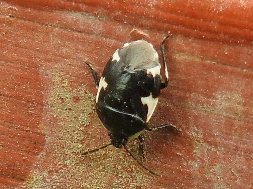 Tritomegas sexmaculatus - hatfoltos földipoloska
