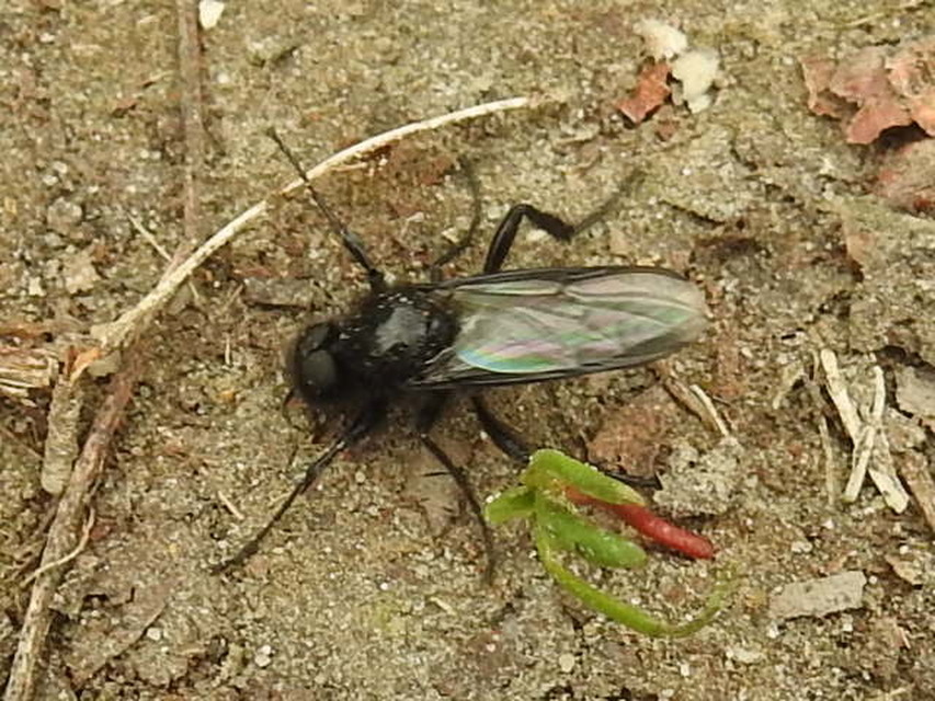 Bibionidae - bársonylegyek