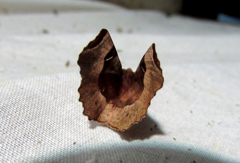 Selenia tetralunaria - négyfoltos holdasaraszoló