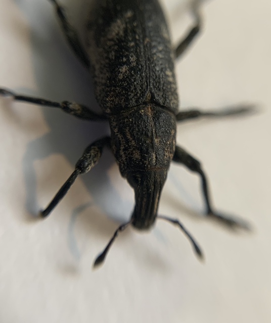 Cleonis pigra - közönséges bogáncsbarkó