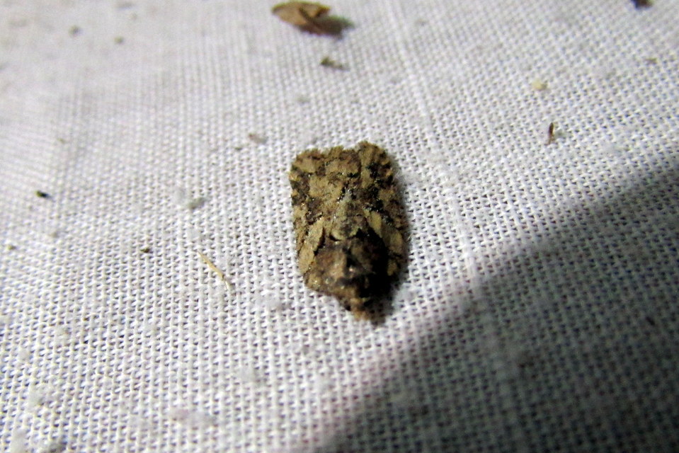 Acleris