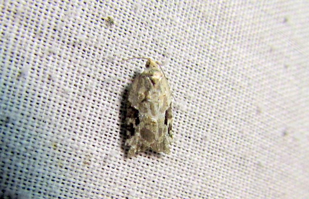 Acleris