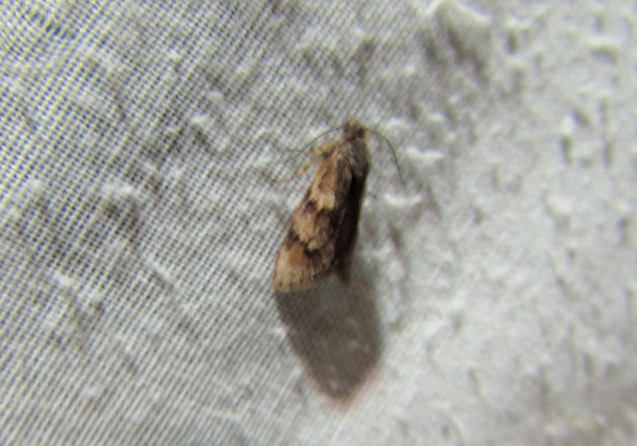 Dasystoma salicella - fűzszövő tavaszimoly