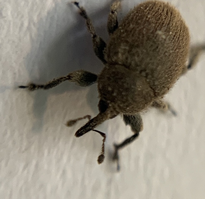Rhinusa tetra - magtoklakó ökörfarkkóró-ormányos