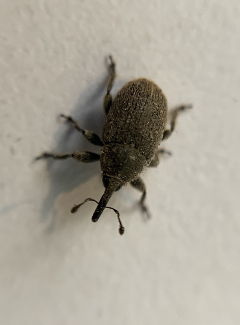 Rhinusa asellus - szőrcsillagos ökörfarkkóró-ormányos