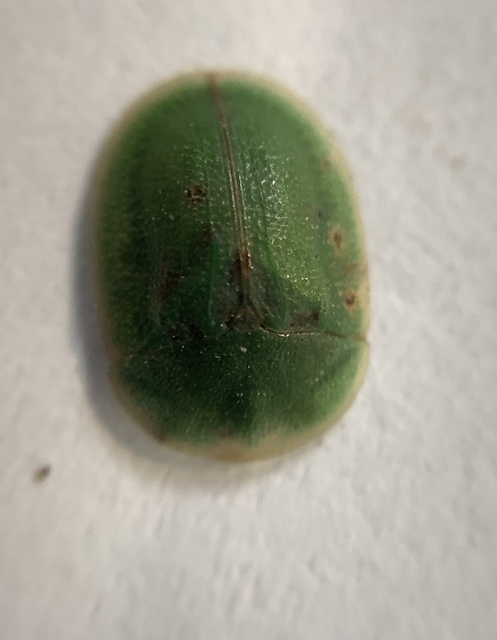 Cassida rubiginosa - lapos pajzsbogár Cassida rubiginosa - lapos pajzsbogár