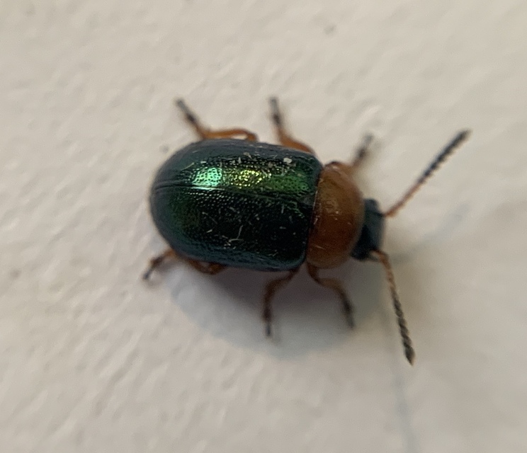 Gastrophysa polygoni - paraj-levélbogár Gastrophysa polygoni - paraj-levélbogár