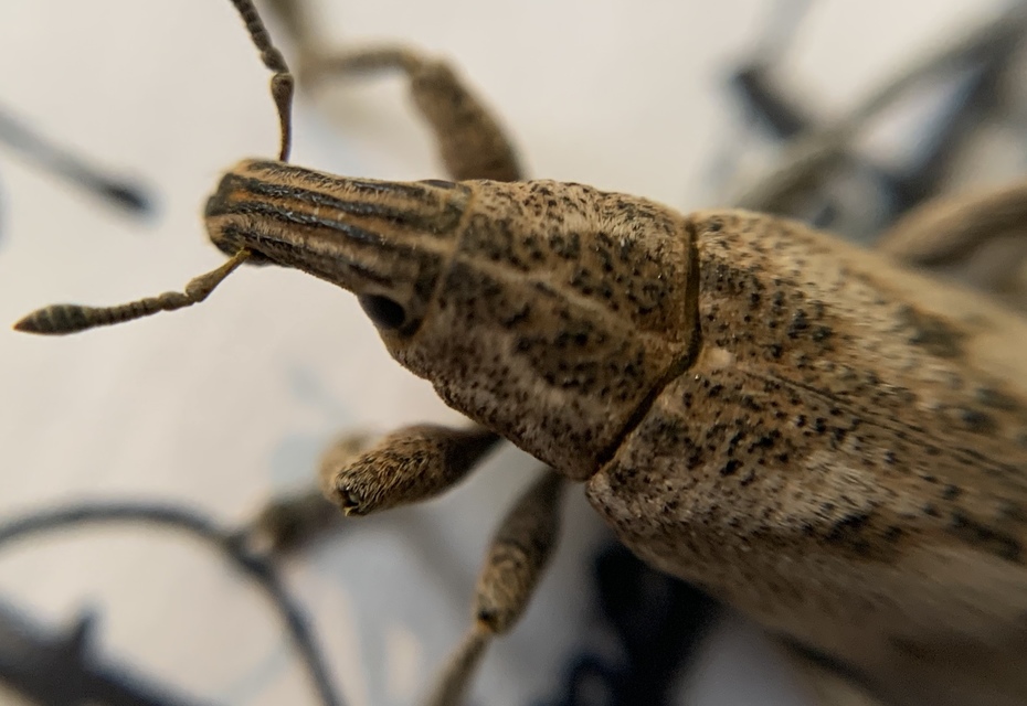 Cleonis pigra - közönséges bogáncsbarkó