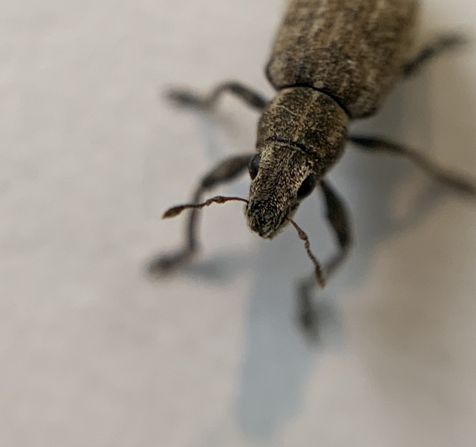 Sitona lateralis - iglice-csipkézőbogár