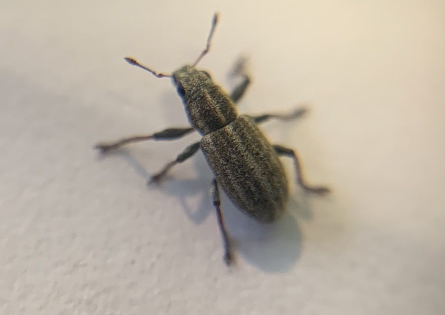 Sitona suturalis - fémes csipkézőbogár