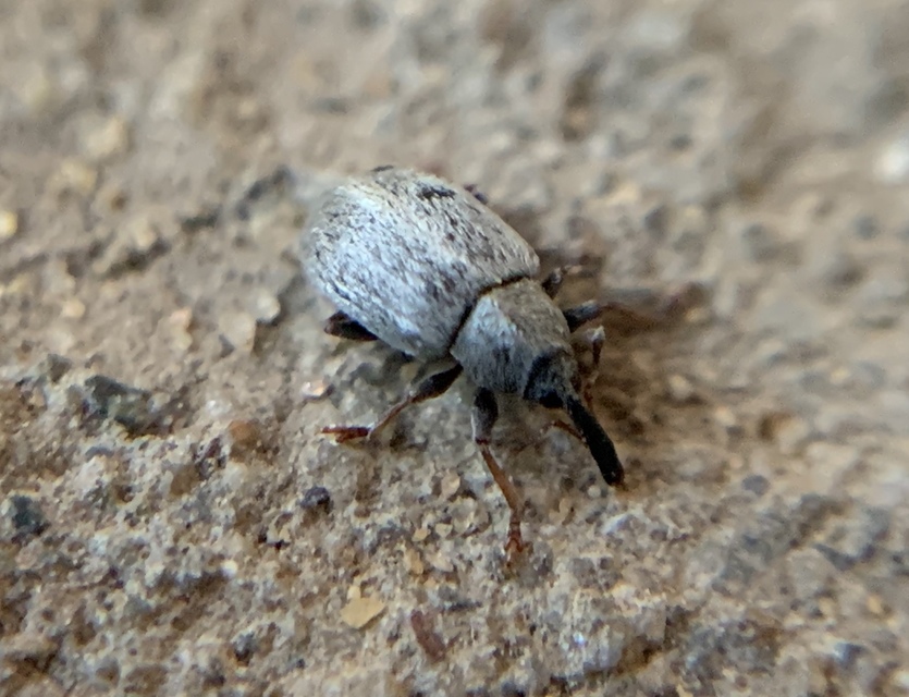 Acalyptus sericeus - selymes fűzormányos