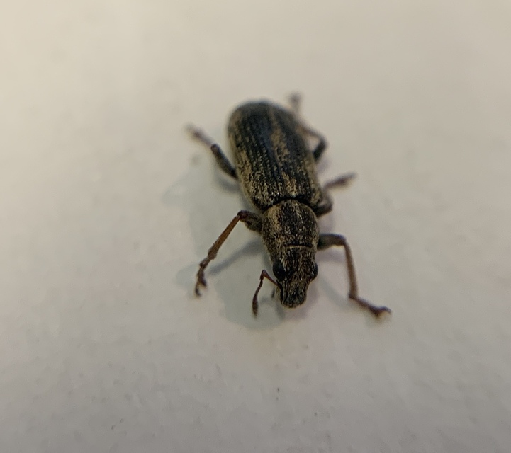Sitona suturalis - fémes csipkézőbogár