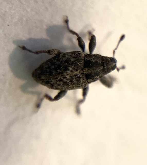 Coryssomerus capucinus - székfű-kancsalormányos