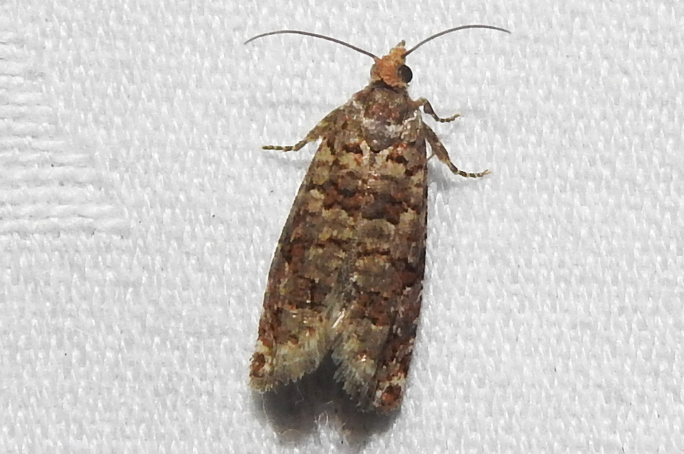 Gravitarmata margarotana - márványos gyantamoly