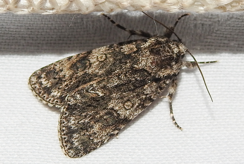 Acronicta rumicis - sóska-szigonyosbagoly