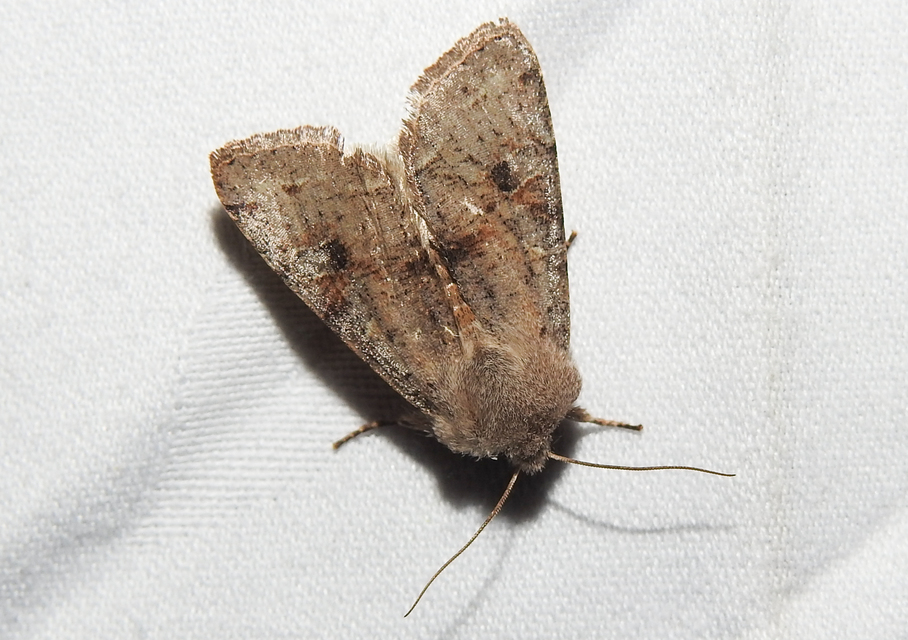 Orthosia incerta - változékony barkabagoly