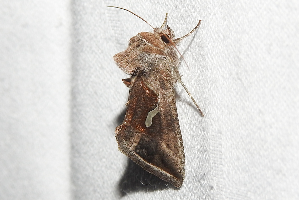 Macdunnoughia confusa - cseppfoltos ezüstbagoly