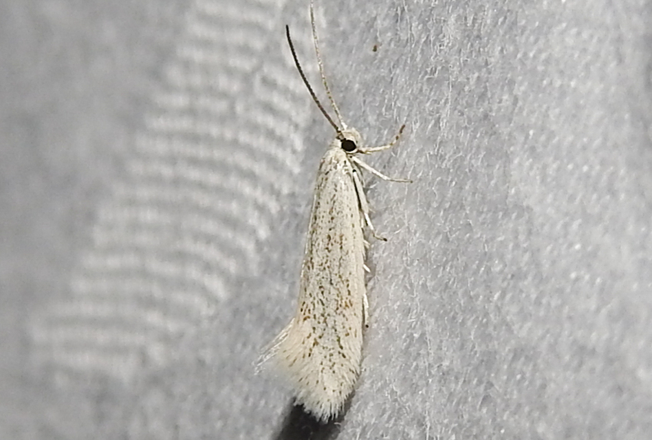Elachista pollutella - balkáni fűaknázómoly