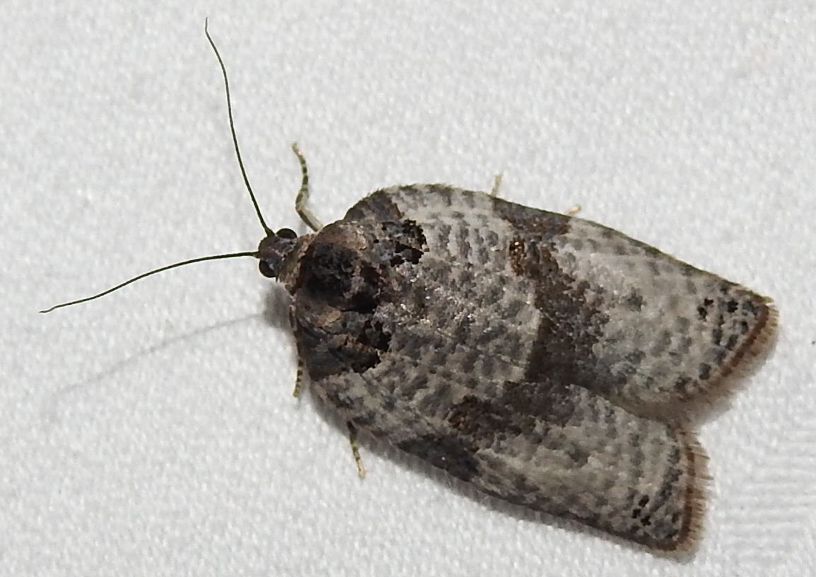 Pseudeulia asinana - korai sodrómoly
