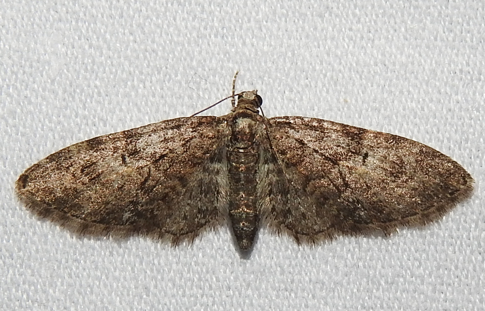 Eupithecia abbreviata - korai törpearaszoló