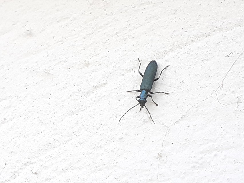 Ischnomera