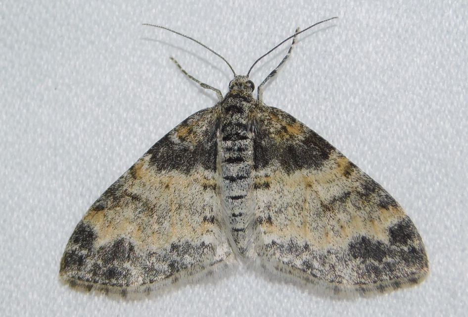 Lobophora halterata - szárnyfüggelékes araszoló