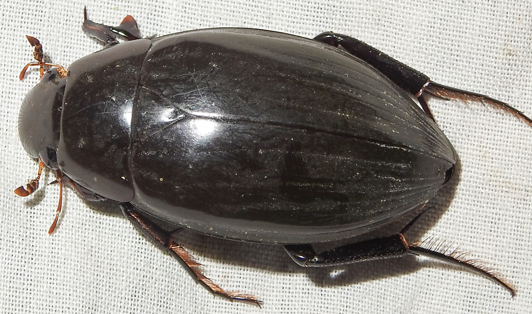 Hydrophilus piceus - közönséges óriáscsibor