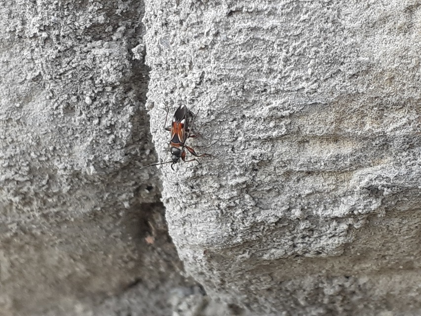 Raglius alboacuminatus - tarka díszesbodobács