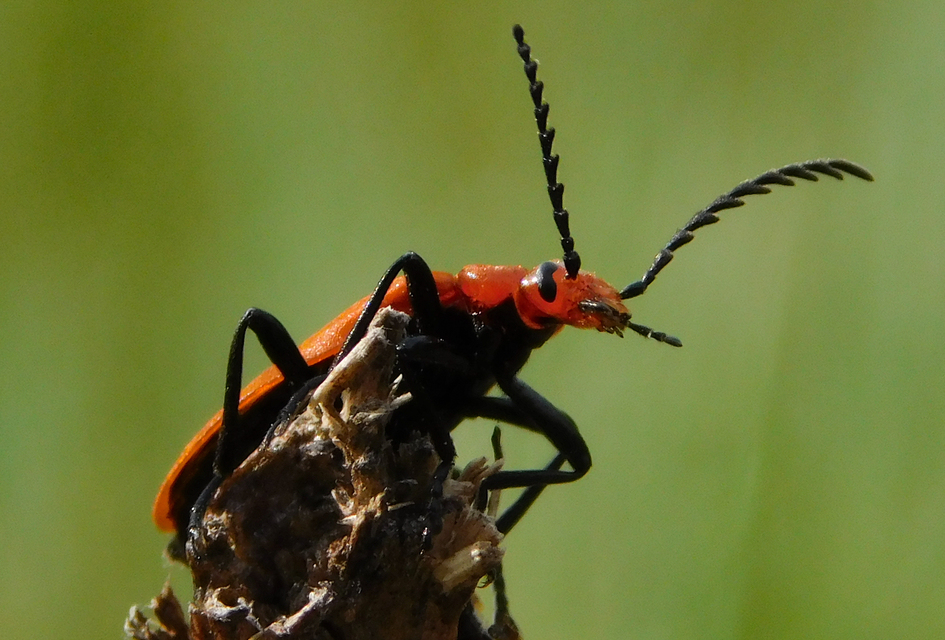 Pyrochroa serraticornis - közép-bíborbogár
