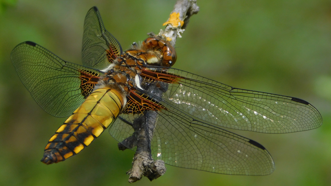 Libellula depressa - széles laposacsa