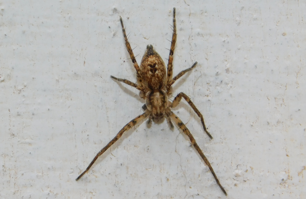 Anyphaena accentuata - jegyespók